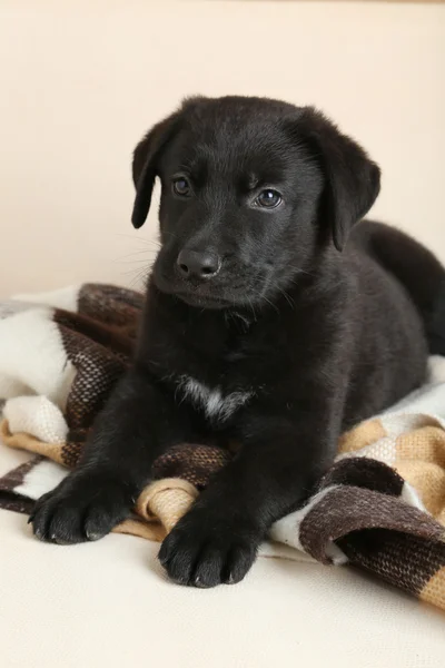 Cachorro labrador negro sobre cuadros — Foto de Stock