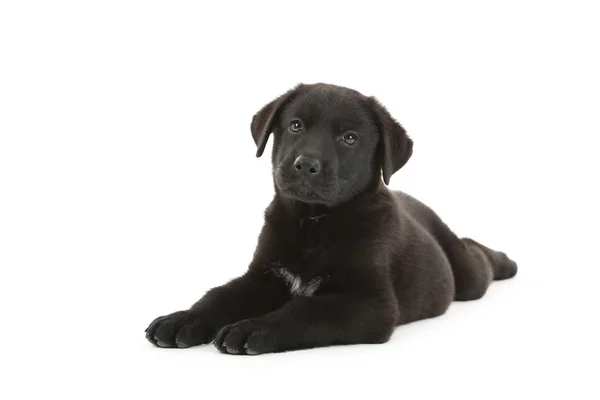 Hermoso cachorro labrador negro — Foto de Stock