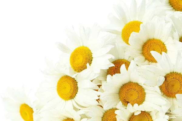 Bouquet of chamomile flowers — Stock Photo, Image