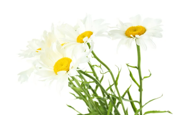 Μπουκέτο από λουλούδια χαμομηλιού — Φωτογραφία Αρχείου