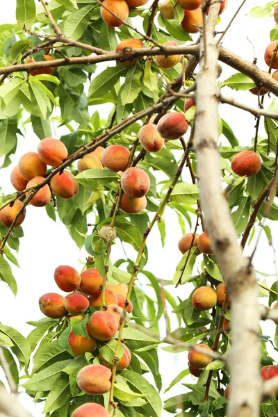 Őszibarack gyümölcsök, ágak — Stock Fotó