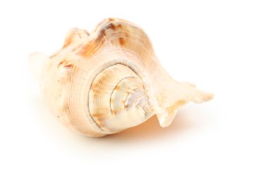 Güzel tek deniz kabuğu