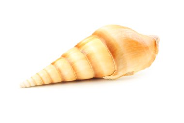 Güzel tek deniz kabuğu