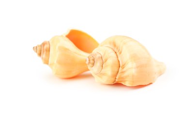 Güzel farklı deniz kabukları