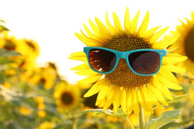 Ayçiçeği alanında güneş gözlüklü