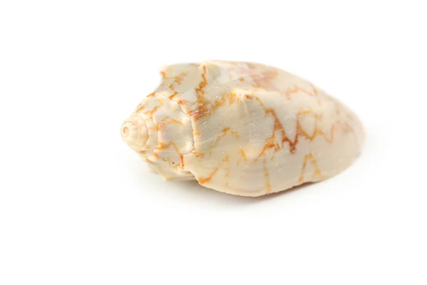 아름 다운 한 껍질 — 스톡 사진