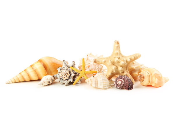 Beautiful different sea shells