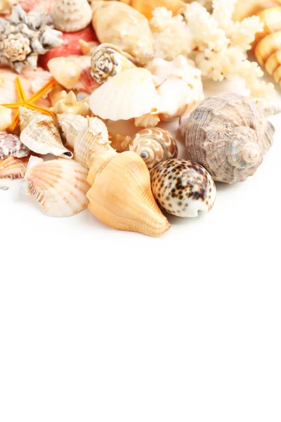 Belle conchiglie di mare diverse — Foto Stock