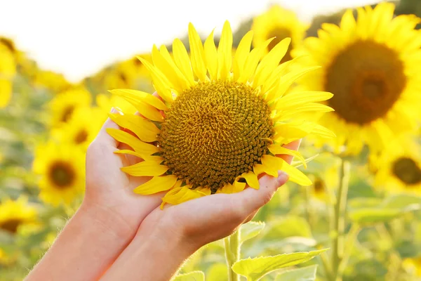 Frauenhände mit Sonnenblumen — Stockfoto
