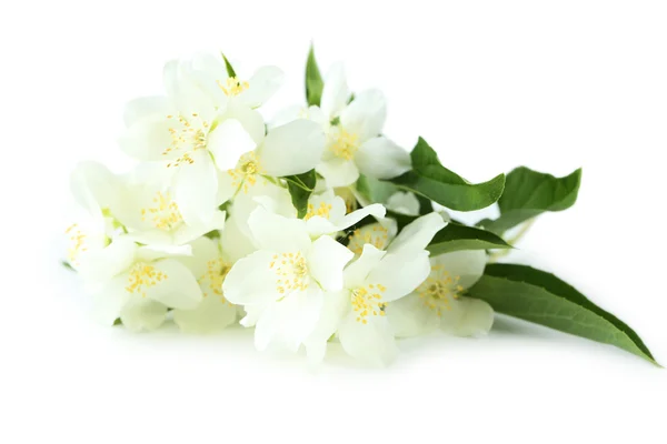 Białe kwiaty jaśminu — Zdjęcie stockowe