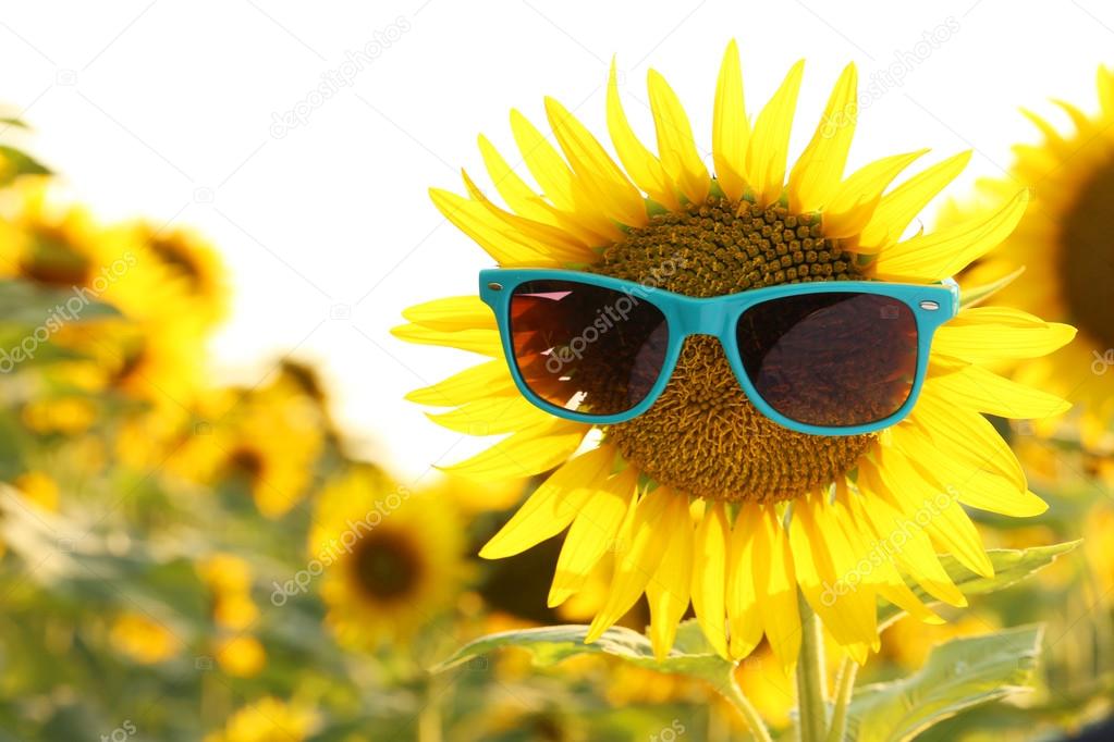 Sunflower with sunglasses in the field