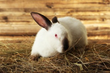 Saman içinde beyaz tavşan