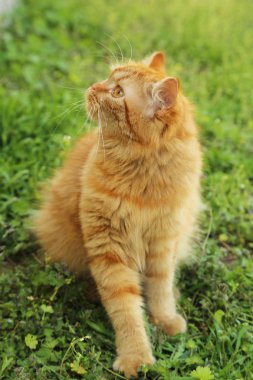 Kızıl saçlı uzun saç kedi