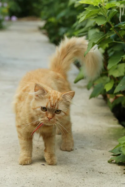 Rossa gatto pelo lungo — Foto Stock