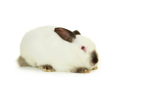 兔子在白色背景上 — 图库照片