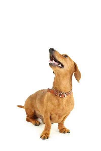 Dachshund gog on a white background — Stock Photo, Image