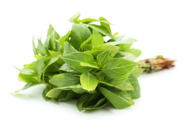 Beyaz arkaplanda fesleğen