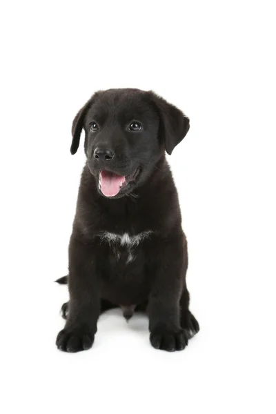 Oturan güzel Siyah labrador köpek yavrusu — Stok fotoğraf