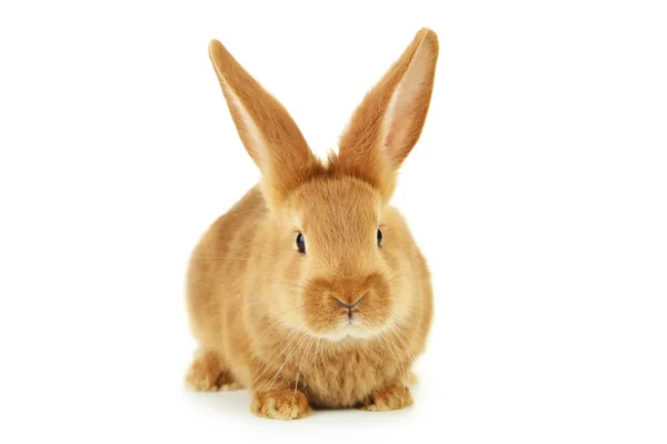 Young red rabbit — Stock Photo, Image