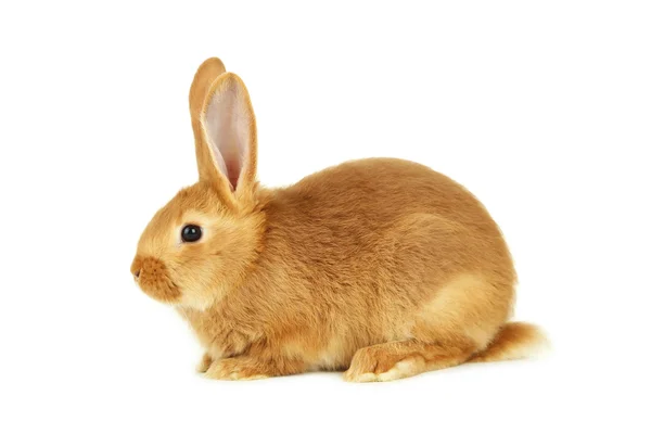 Młody czerwony królik — Zdjęcie stockowe