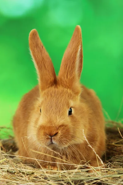 Jonge rode konijn in het hooi — Stockfoto