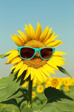 Ayçiçeği alanında güneş gözlüklü