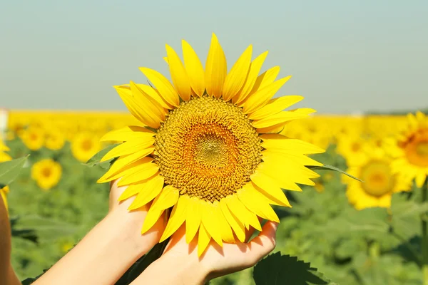 Hände, die Sonnenblumen halten — Stockfoto