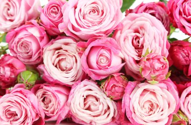 Güzel pembe güller