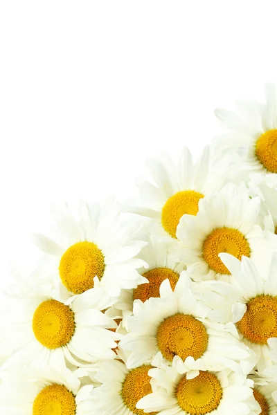 Bouquet of chamomile flowers — Stock Photo, Image