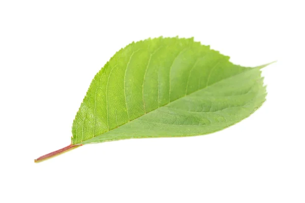 Hoja verde sobre fondo blanco — Foto de Stock