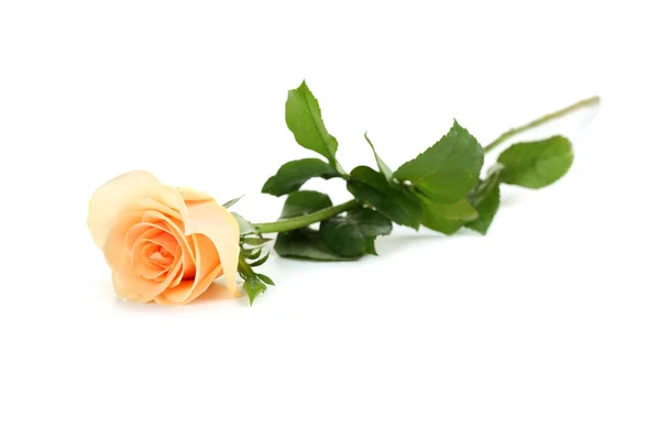 Beżowy róża z bliska — Zdjęcie stockowe