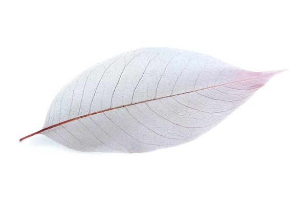 白い背景の上のスケルトンの葉 — ストック写真