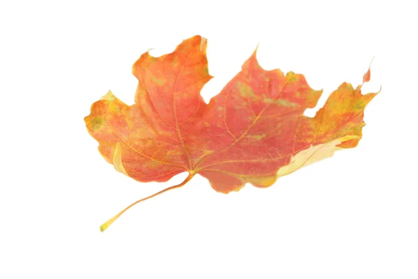 Jesienny liść na białym tle — Zdjęcie stockowe