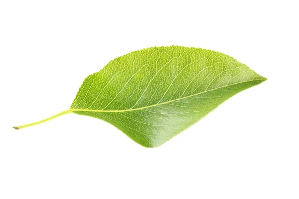 Hoja verde sobre fondo blanco —  Fotos de Stock