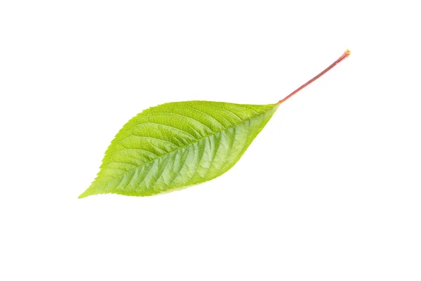 Frunze verzi pe fundal alb — Fotografie, imagine de stoc