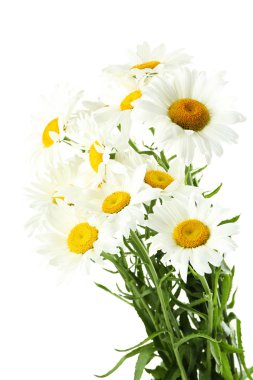 Bir buket papatya çiçeği.