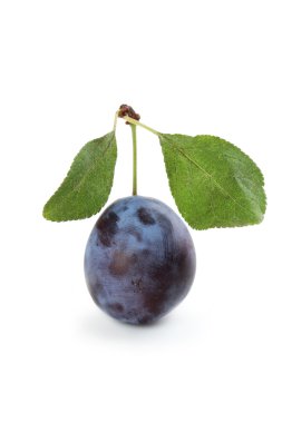 Beyaz arkaplanda erik