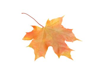 sonbahar yaprak beyaz