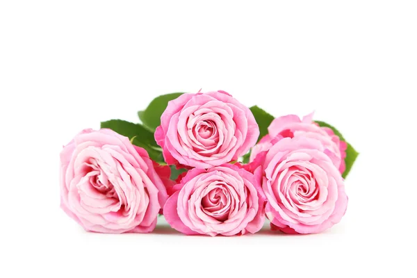 아름다운 분홍색 장미 — 스톡 사진
