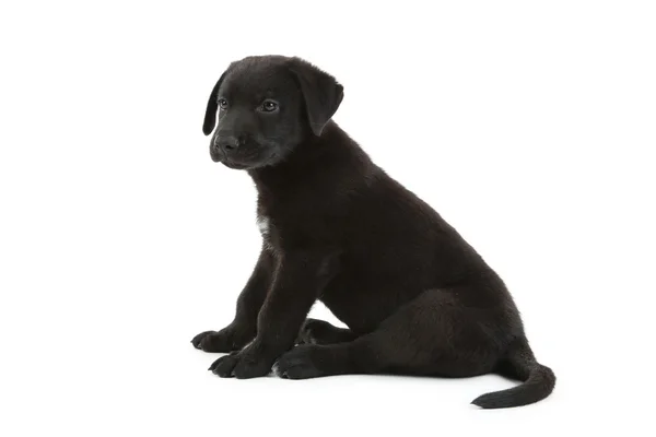 Schöner schwarzer Labrador Welpe — Stockfoto