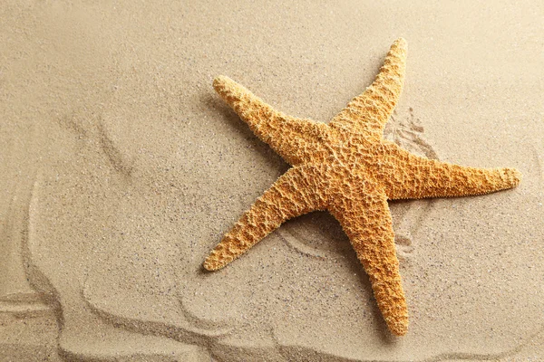 Estrella de mar en una playa de arena — Foto de Stock