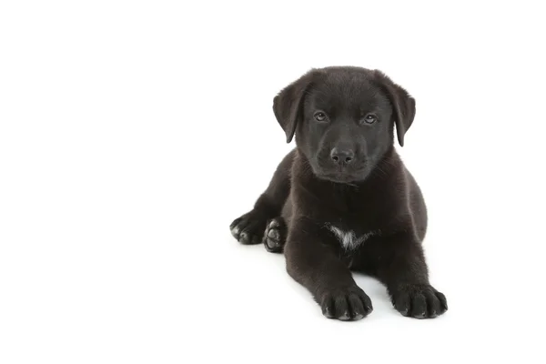 Чёрный щенок-лабрадор — стоковое фото