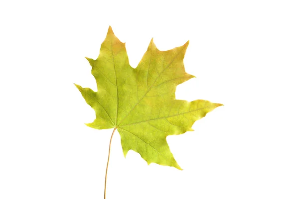 Autumn leaf on white — Stock Photo, Image