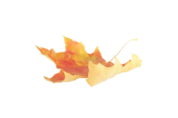 Jesień liść na białym tle — Zdjęcie stockowe