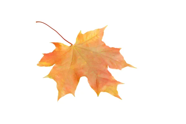 Folha de outono em branco — Fotografia de Stock