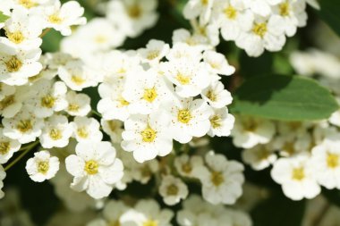 Güzel bahar çiçekleri