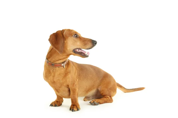 Dog isolated on a white — Stock Photo, Image