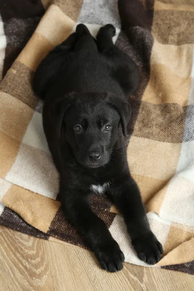 Cachorro labrador negro — Foto de Stock