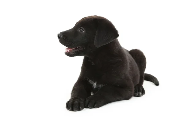 Bellissimo cucciolo labrador nero — Foto Stock