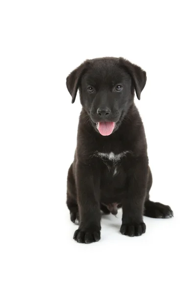 Bellissimo cucciolo labrador nero — Foto Stock